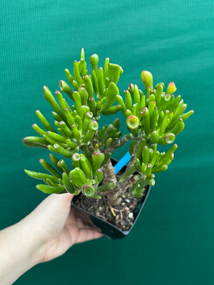 Crassula argentea 'Ladies Fingers'