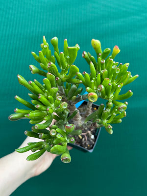 Crassula argentea 'Ladies Fingers'