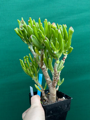 Crassula argentea 'Ladies Fingers'