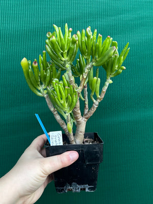 Crassula argentea 'Ladies Fingers'