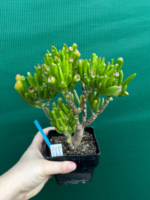 Crassula argentea 'Ladies Fingers'
