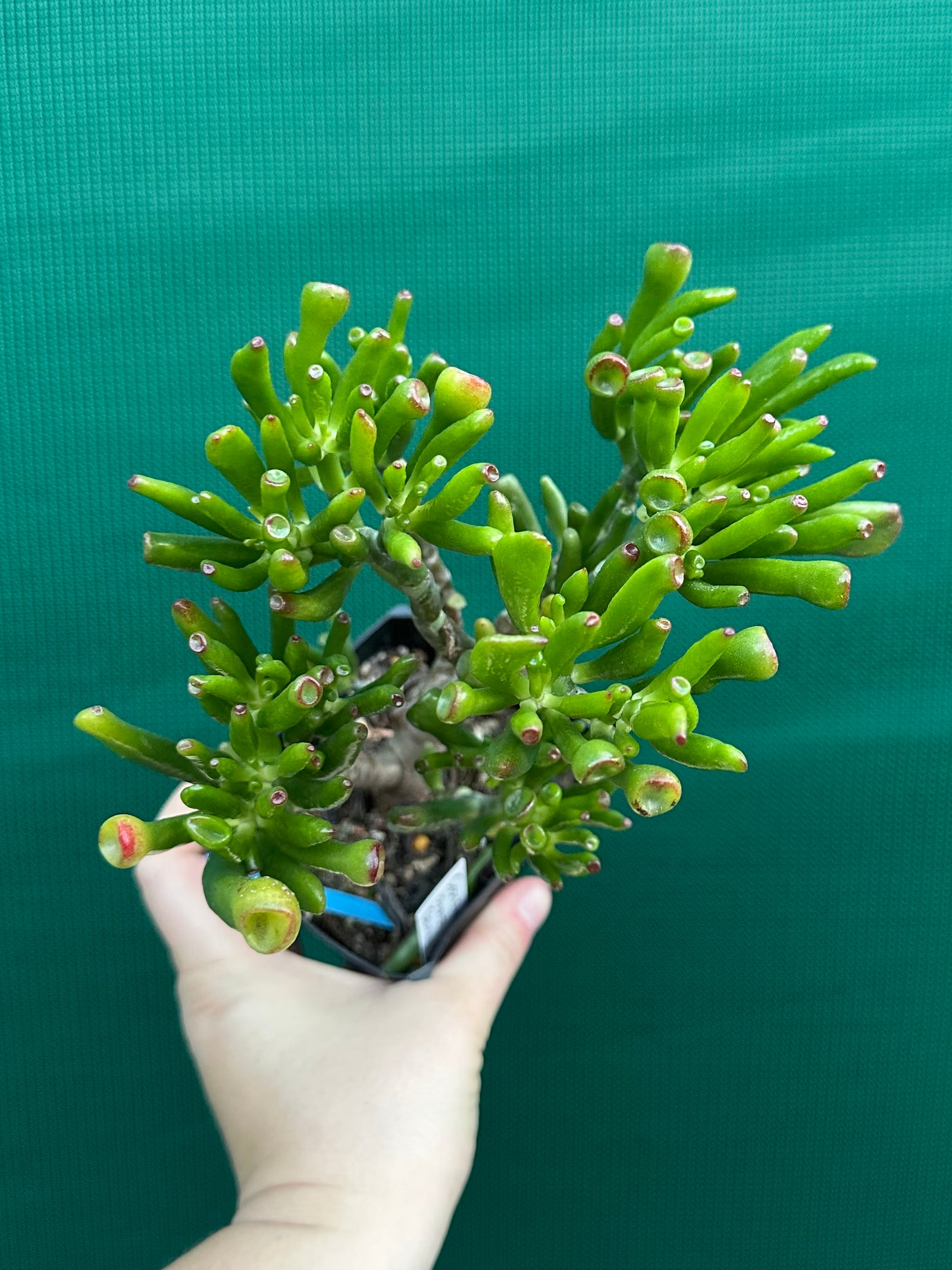 Crassula argentea 'Ladies Fingers'
