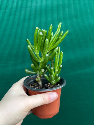 Crassula argentea 'Ladies Fingers'
