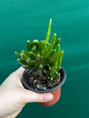 Crassula argentea 'Ladies Fingers'