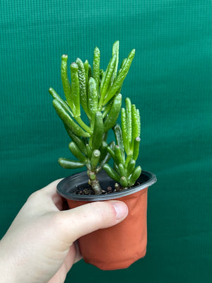Crassula argentea 'Ladies Fingers'
