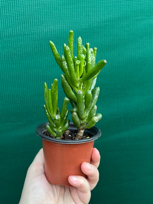 Crassula argentea 'Ladies Fingers'