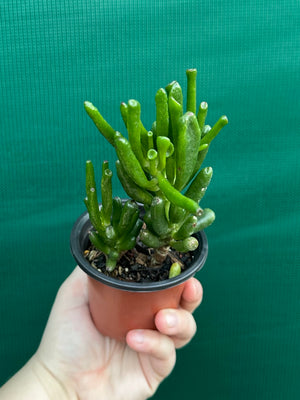 Crassula argentea 'Ladies Fingers'