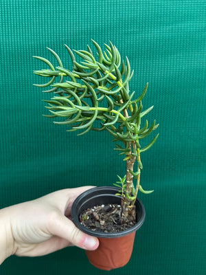 Crassula tetragona ‘Miniature Pine Tree’