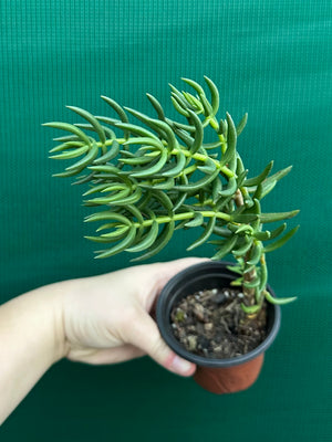 Crassula tetragona ‘Miniature Pine Tree’
