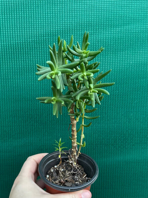 Crassula tetragona ‘Miniature Pine Tree’