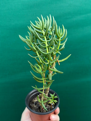 Crassula tetragona ‘Miniature Pine Tree’