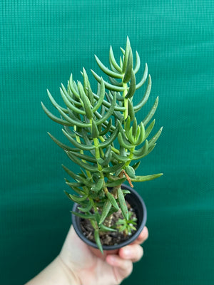 Crassula tetragona ‘Miniature Pine Tree’