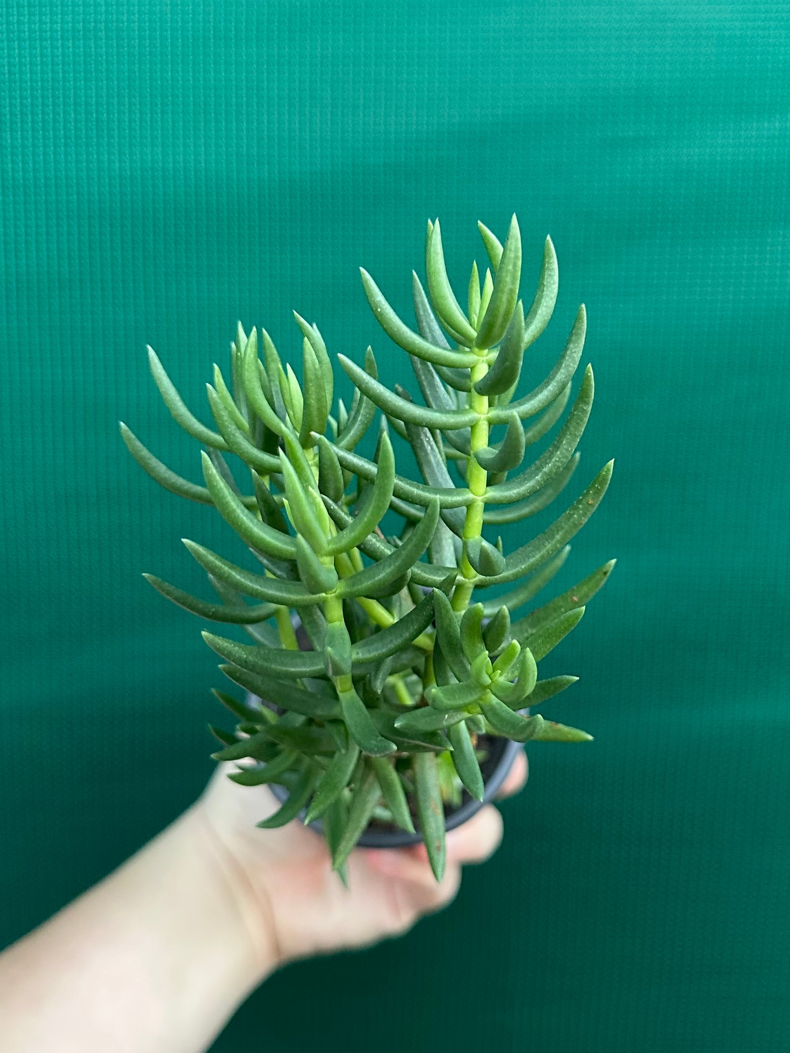 Crassula tetragona ‘Miniature Pine Tree’