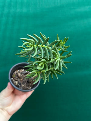Crassula tetragona ‘Miniature Pine Tree’