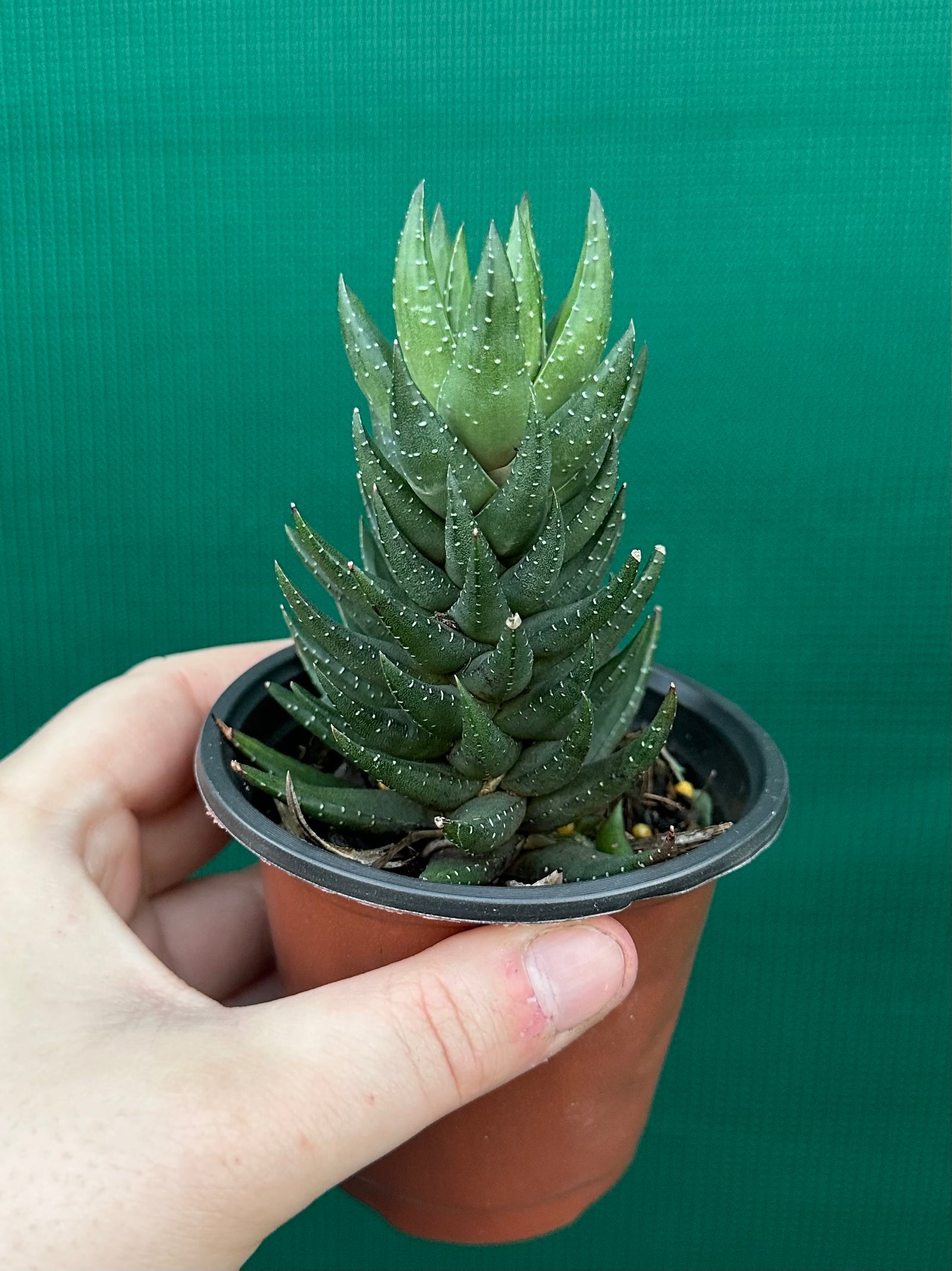 Haworthia unknown