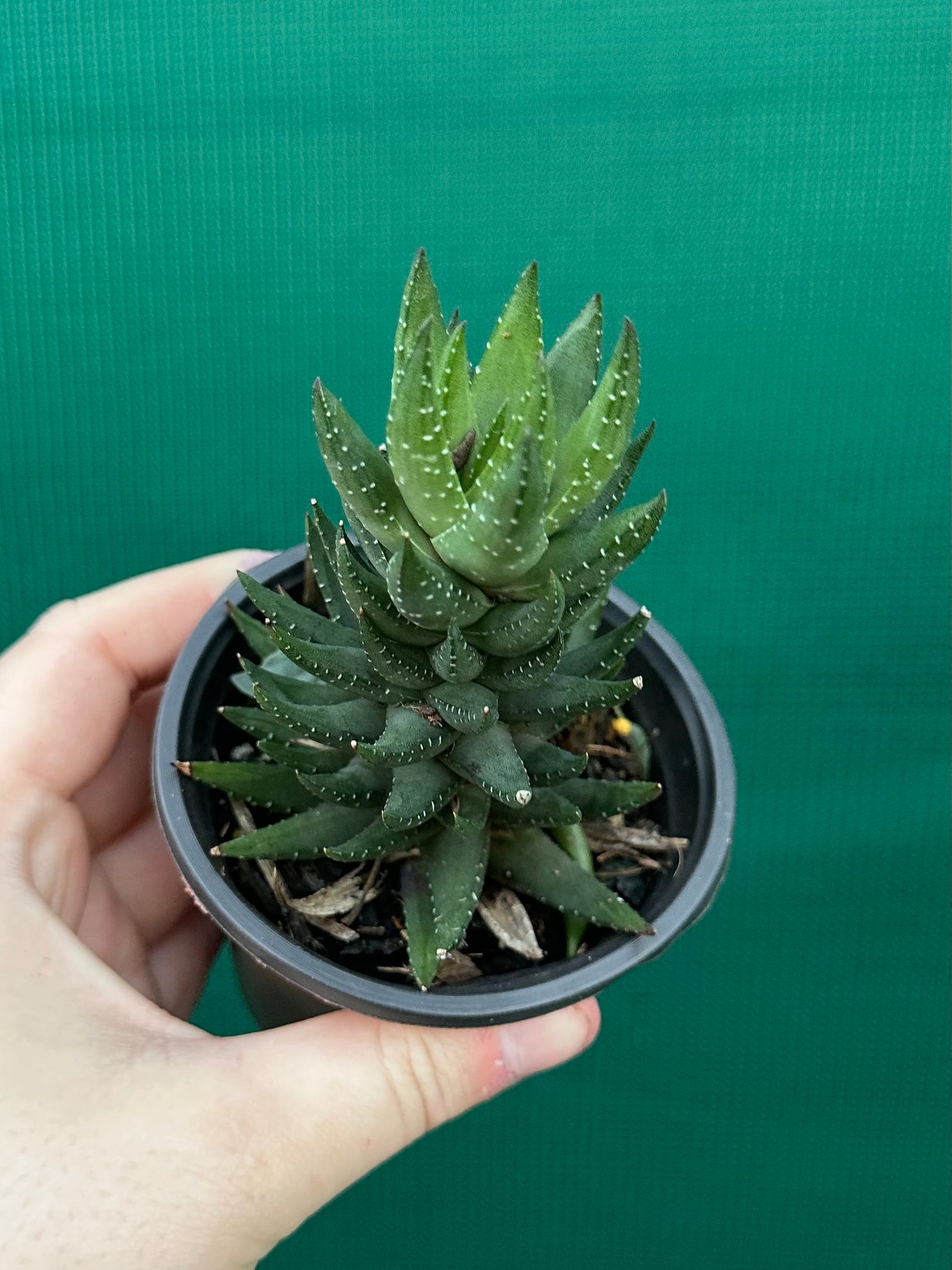 Haworthia unknown