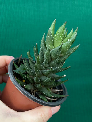 Haworthia unknown
