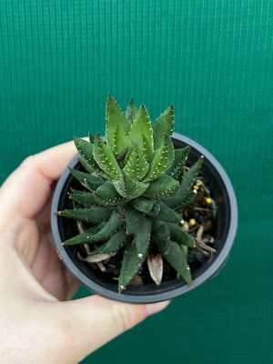 Haworthia unknown