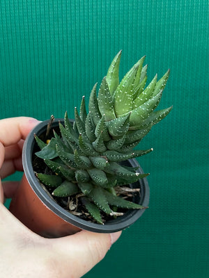 Haworthia unknown