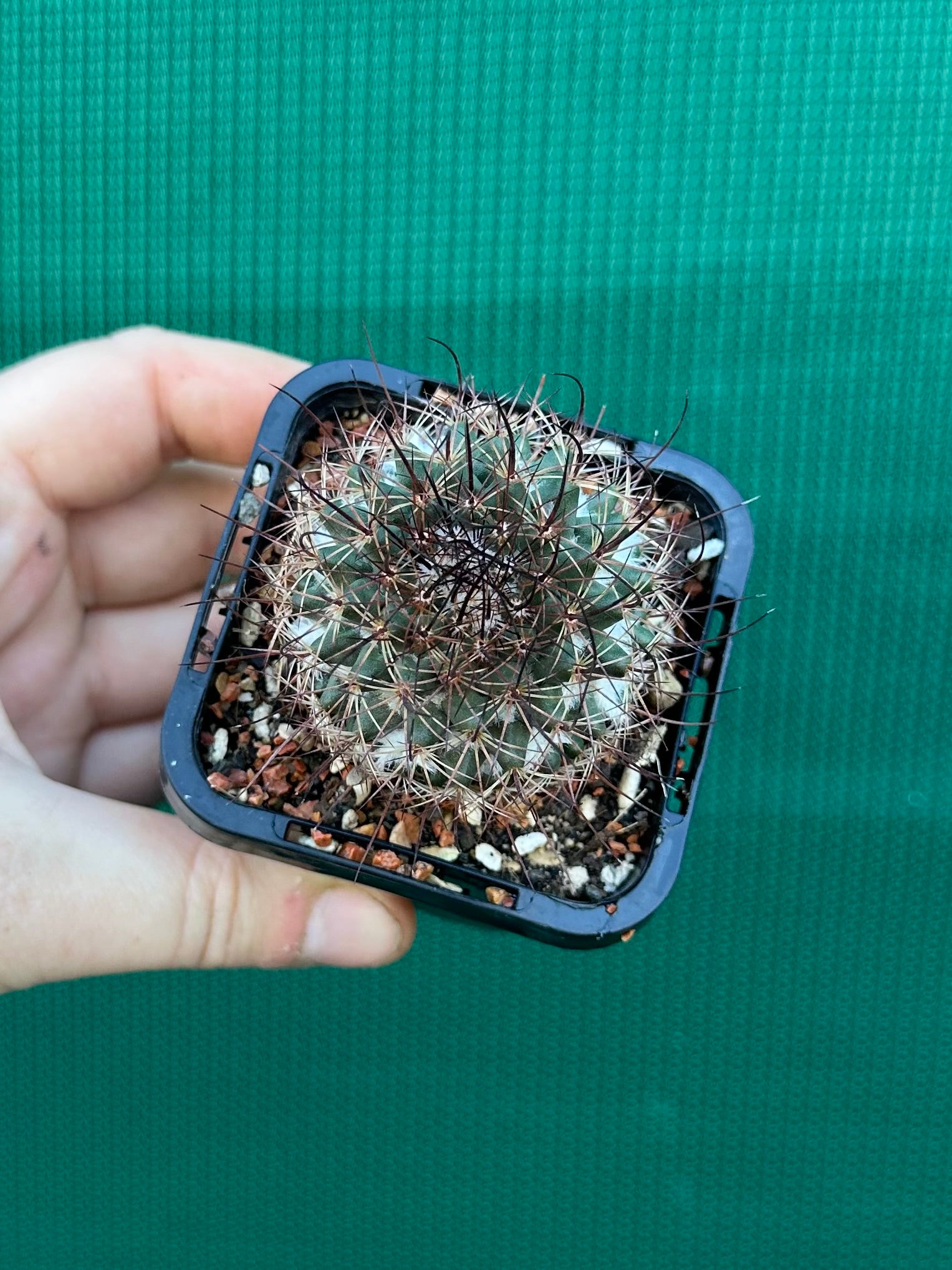 Mammillaria sonoronensis
