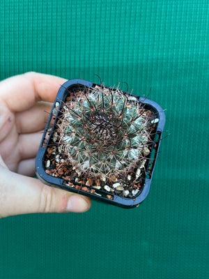 Mammillaria sonoronensis