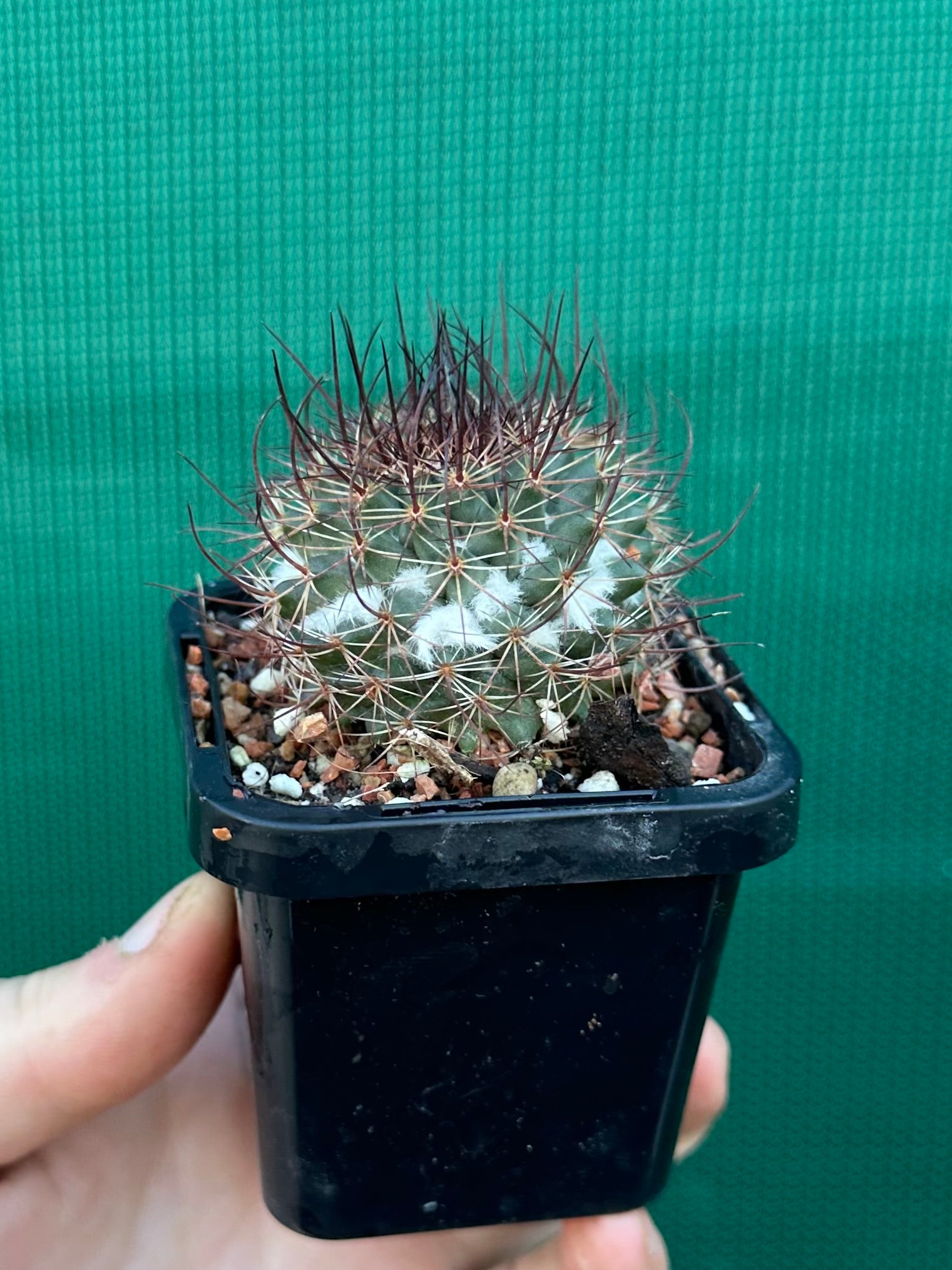 Mammillaria sonoronensis
