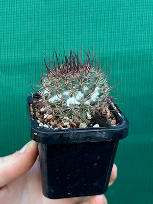 Mammillaria sonoronensis
