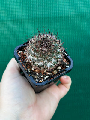 Mammillaria sonoronensis