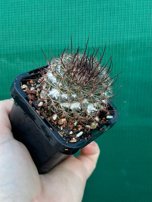 Mammillaria sonoronensis