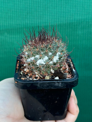 Mammillaria sonoronensis