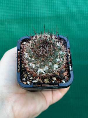 Mammillaria sonoronensis