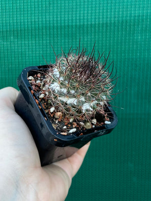 Mammillaria sonoronensis