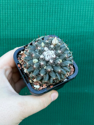 Mammillaria gaumeri