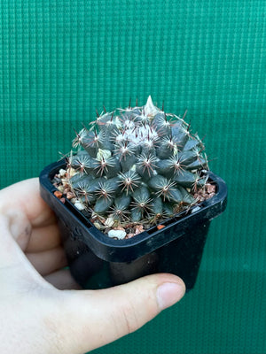 Mammillaria gaumeri