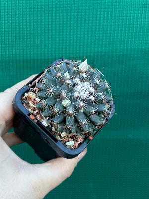 Mammillaria gaumeri