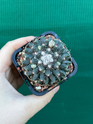 Mammillaria gaumeri