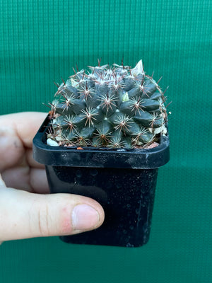 Mammillaria gaumeri