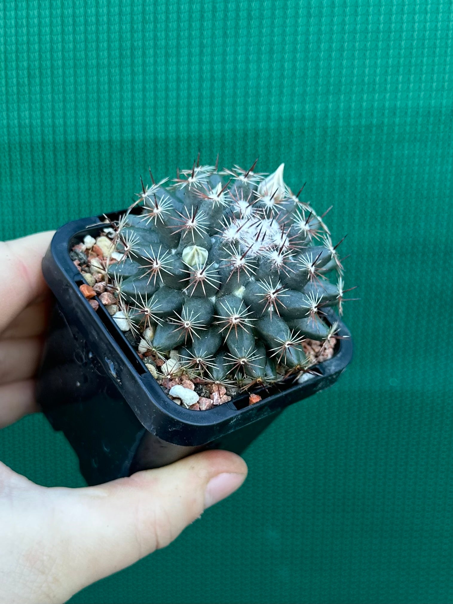 Mammillaria gaumeri