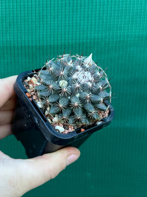 Mammillaria gaumeri