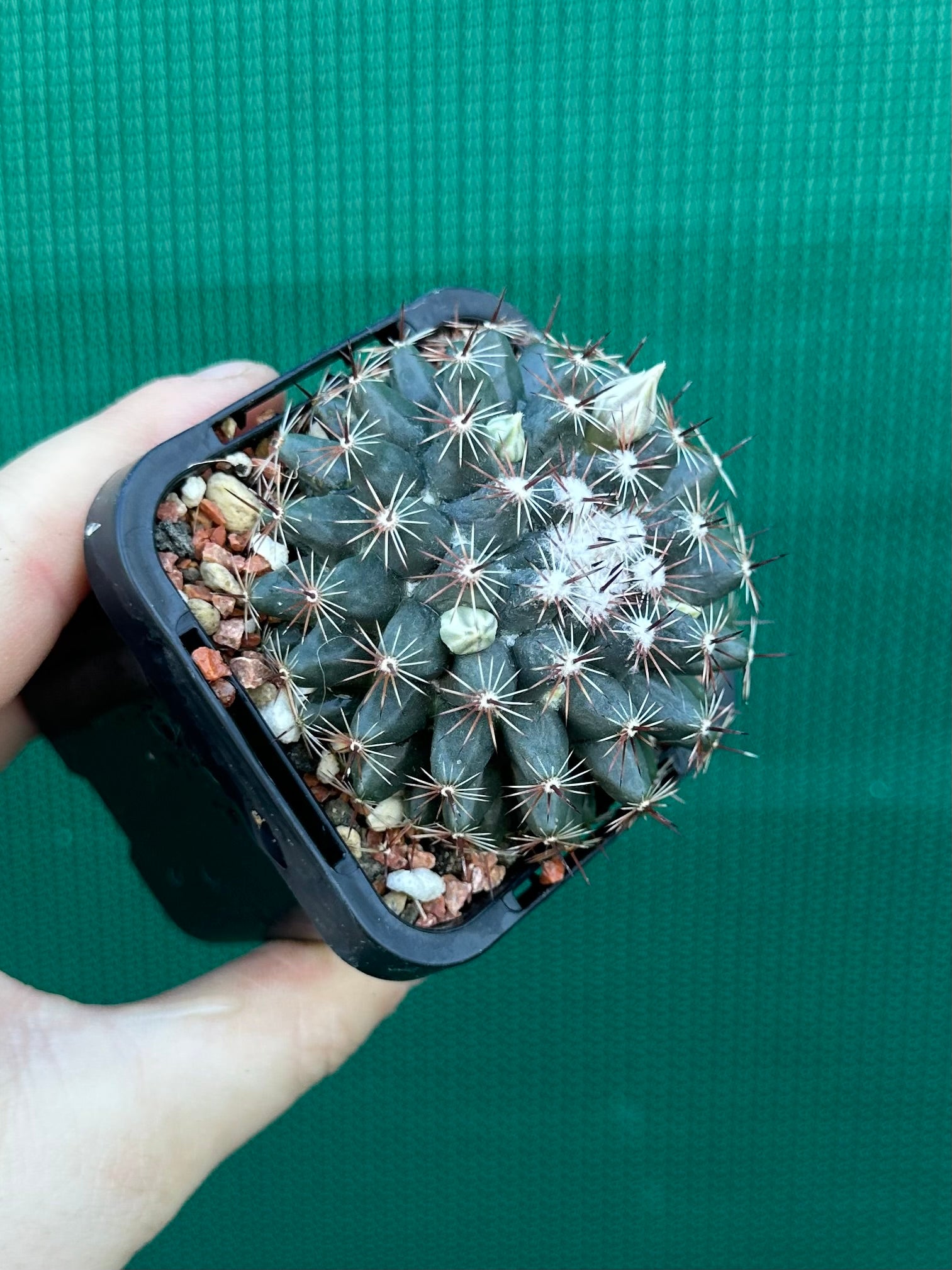 Mammillaria gaumeri