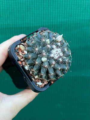 Mammillaria gaumeri