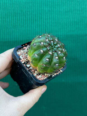 Parodia ottonis