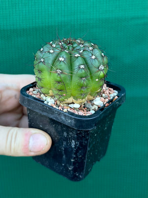 Parodia ottonis