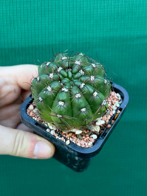 Parodia ottonis
