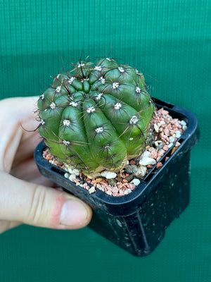 Parodia ottonis