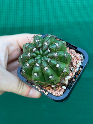 Parodia ottonis
