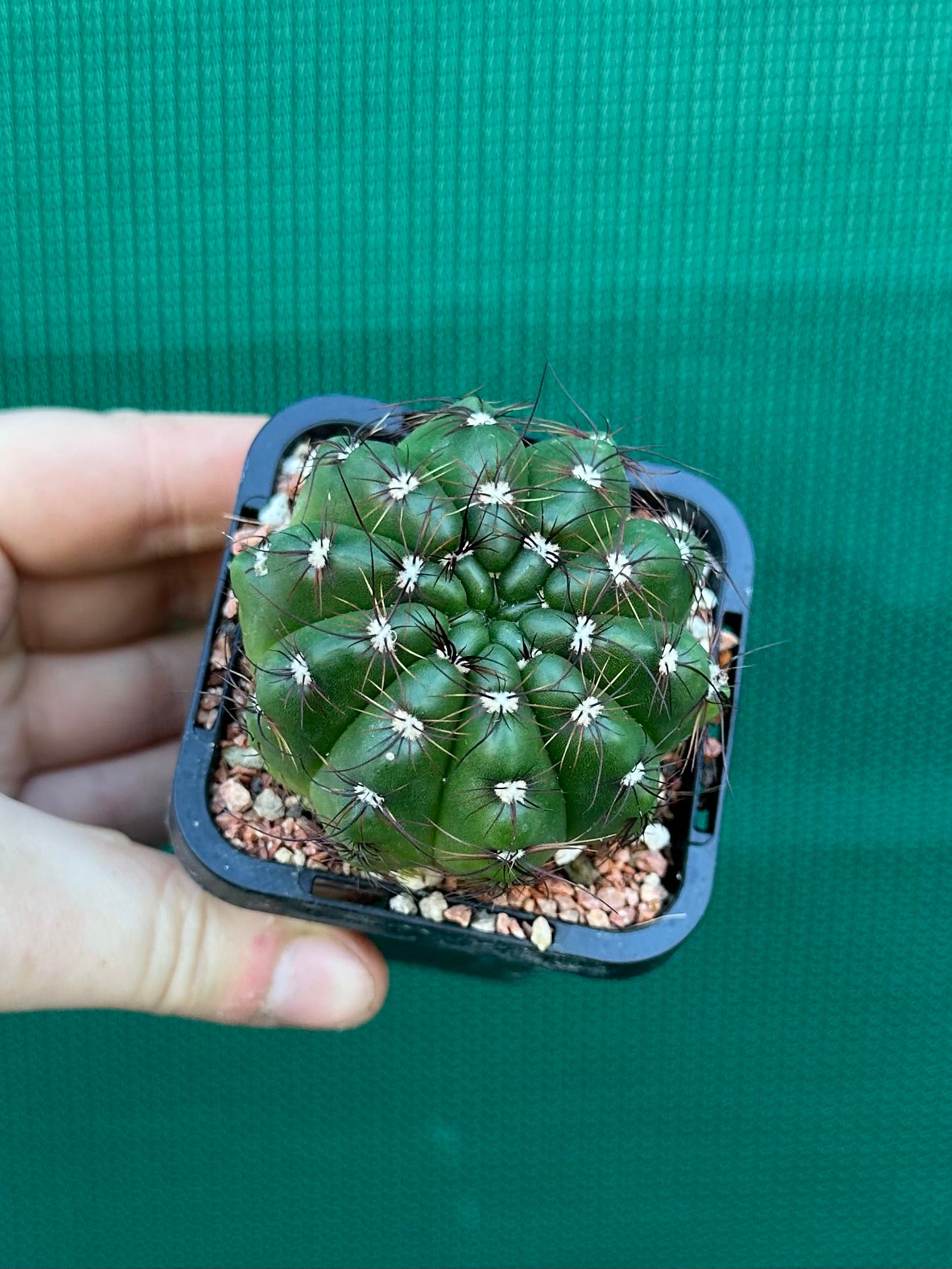 Parodia ottonis