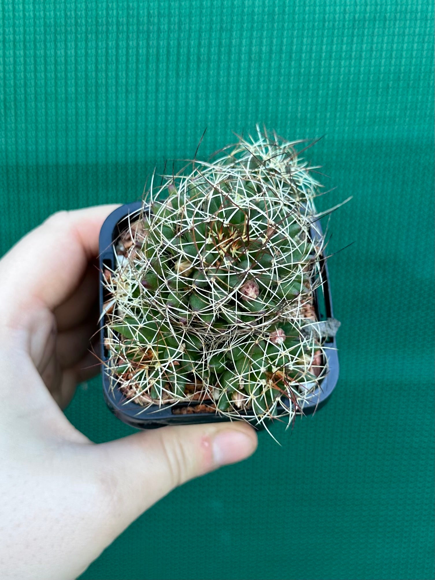 Mammillaria camptotricha