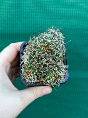 Mammillaria camptotricha