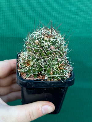 Mammillaria camptotricha
